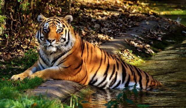 tiger-3039433_1920.jpg