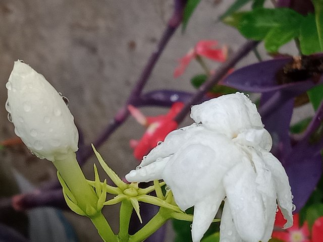 IMG20250418162131.jpg