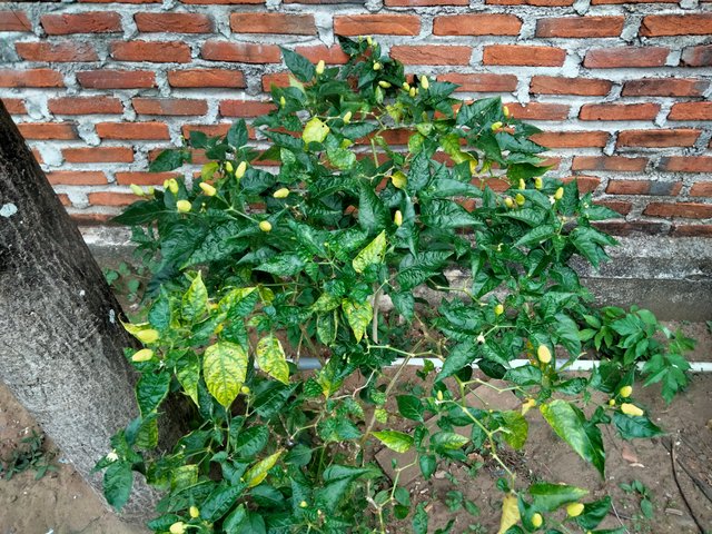 IMG20250727181200.jpg