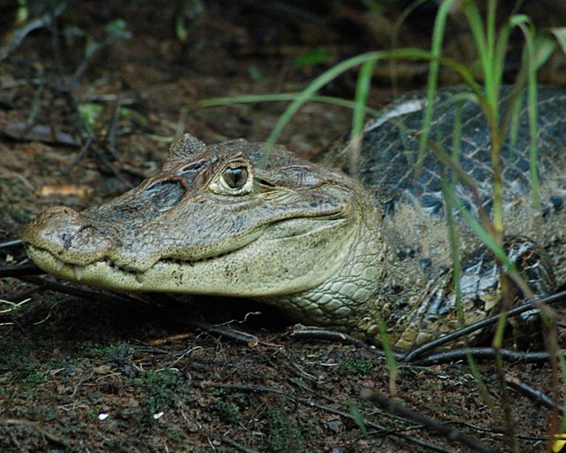spectacled-caiman-caiman-crocodilus-2014-11-15-1.jpg