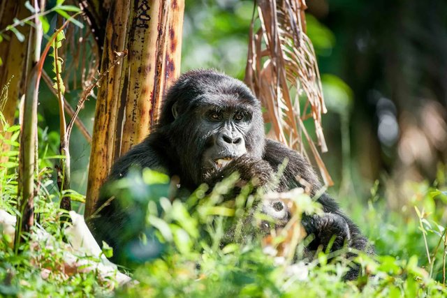 The Best of Rwanda and Uganda Safari Tours.jpg