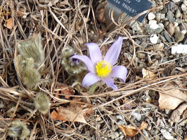 Mt. Holyoke - purple fuzzy flower crop March 2020.jpg