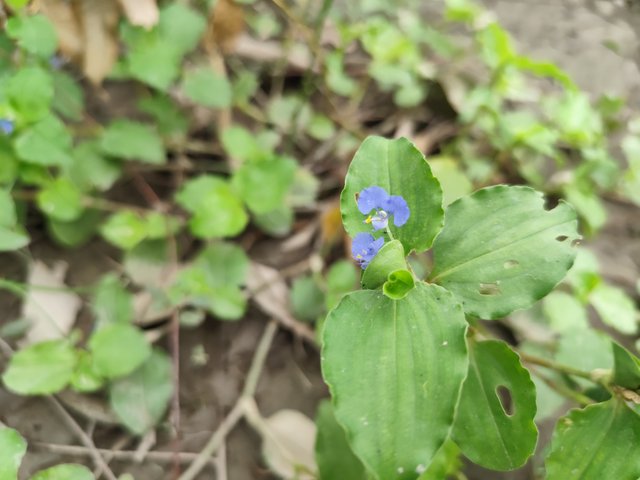 IMG_20250604_090842.jpg