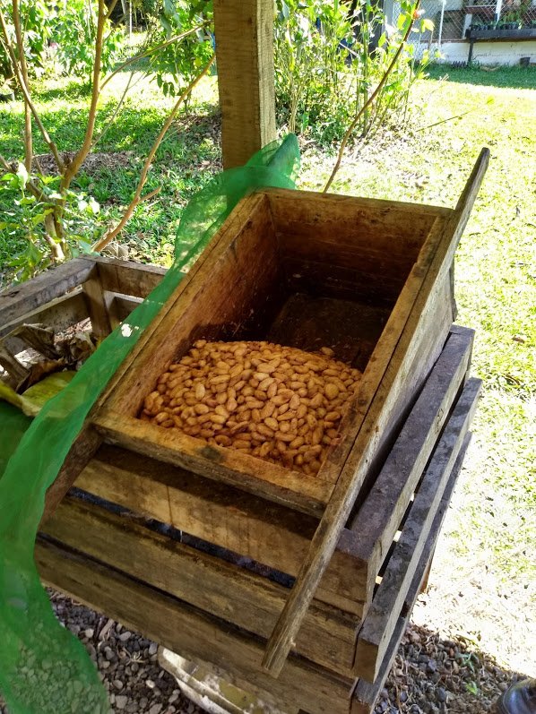 FermentingCacaoSeeds.jpg