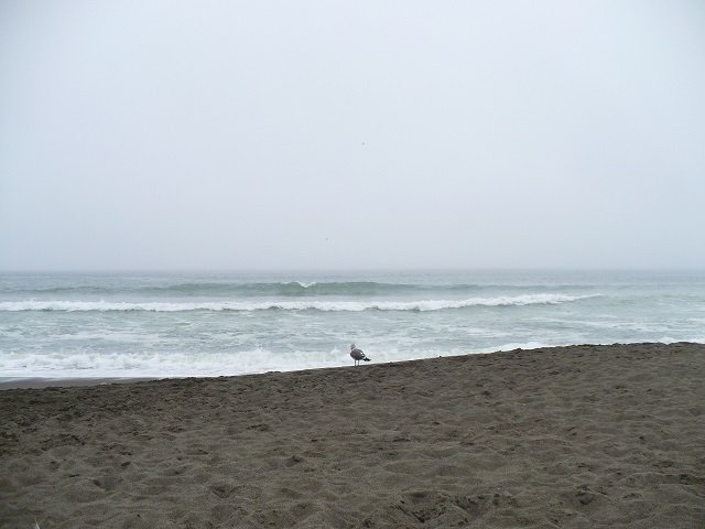 Seagull On The Beach Revised.JPG