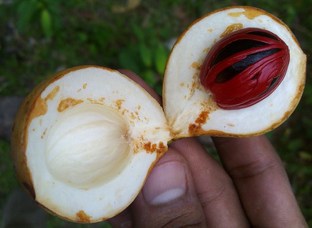 Fresh Nutmeg Red Seeds.jpg