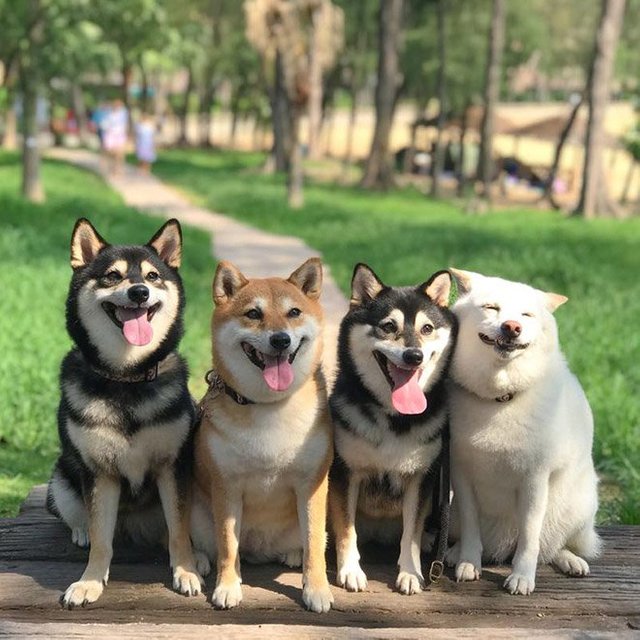 Be0a7oAB-funny-photobombing-shiba-inu1.jpg