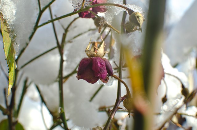 A frozen hanging rose bud.JPG