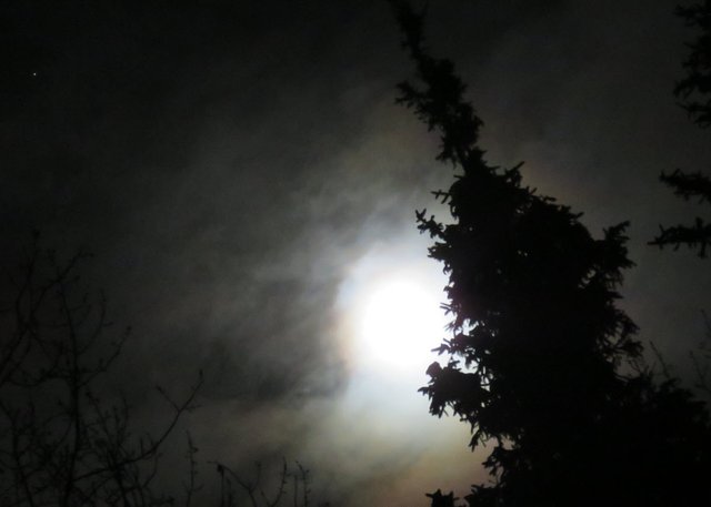 spruce silhouetted by light of full moon in slight colored haze.JPG