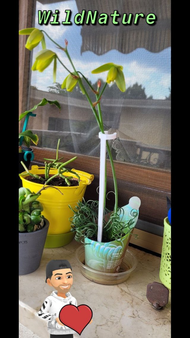 Albuca namaquensis.jpg