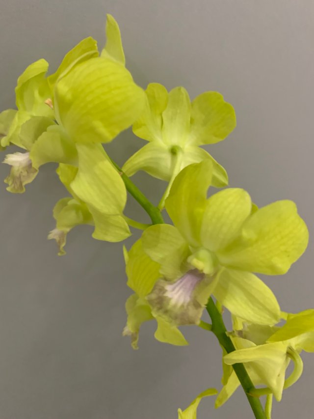 orchid11.jpg