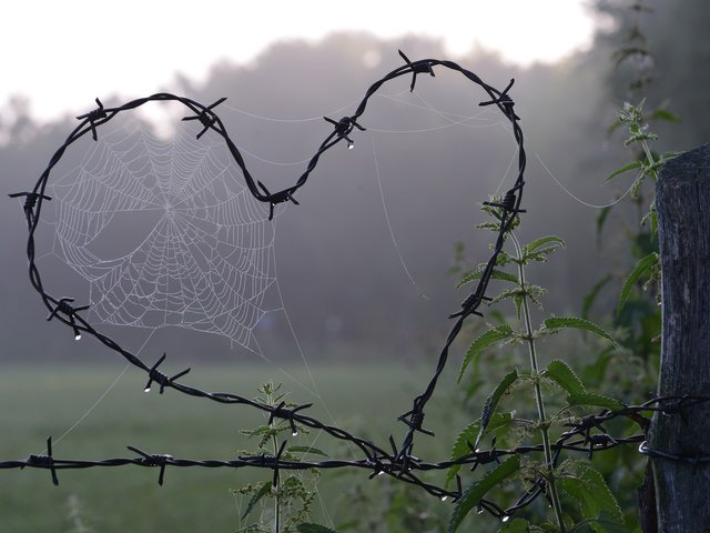 spider-web-gc6db3578c_1920.jpg