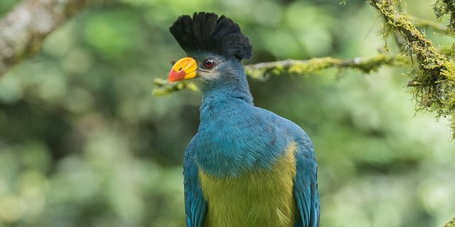 Great Blue Turaco .jpg