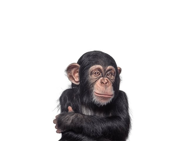 kisspng-chimpanzee-sumatran-orangutan-sumatran-orangutan-m-orang-utan-5b3e5fd2ce3b53.8252046115308144188447.jpg