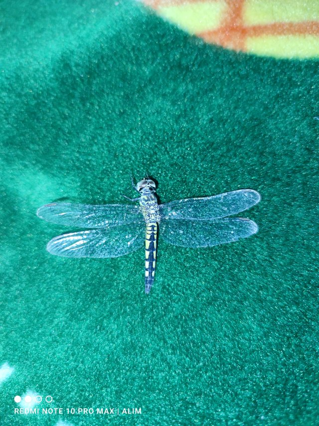 IMG_20250603_002948.jpg