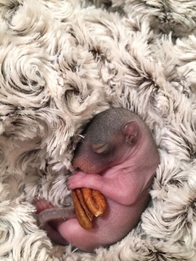 Newborn-squirrel-is-found-and-the-family-could-not-imagine-how-cute-it-would-become-5be3c7319b635__700.jpg