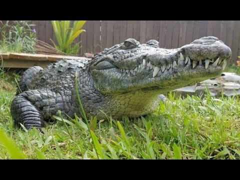 Crocodile Comes When Called.jpg