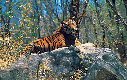 Indian_Tiger_Wayanad.jpg