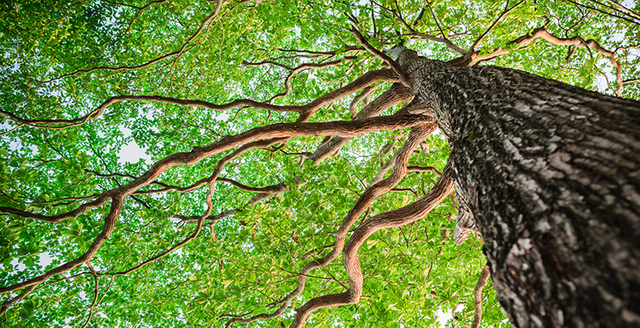 tree.png