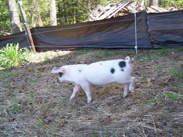 Piglets - gilt checking out the outdoors May 2016.jpg