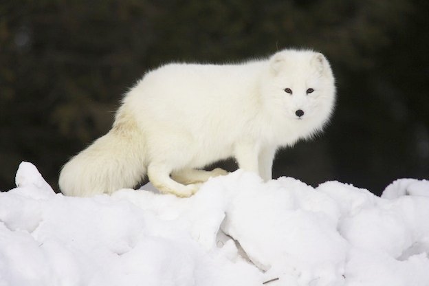 arctic_fox_picture.jpg