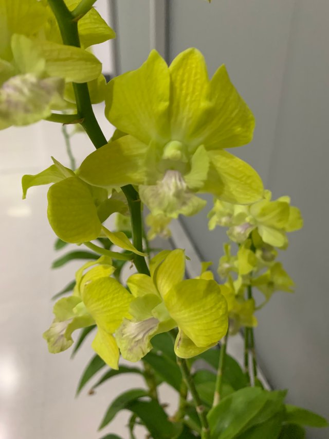 orchid13.jpg