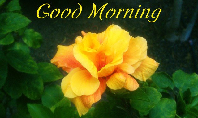 Good Morning Image 2018 05 30 With Yellow Flower Steemit