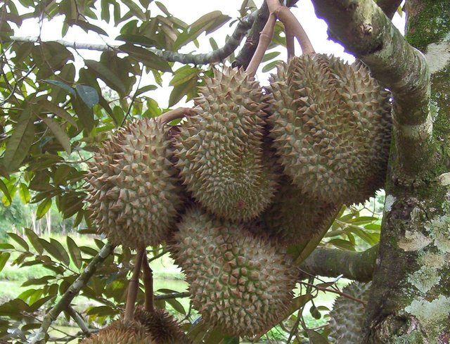 Durian.jpg