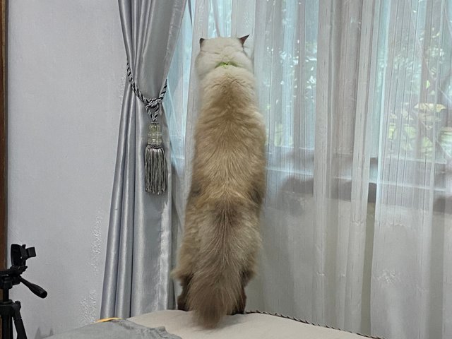 IMG_8106.jpeg