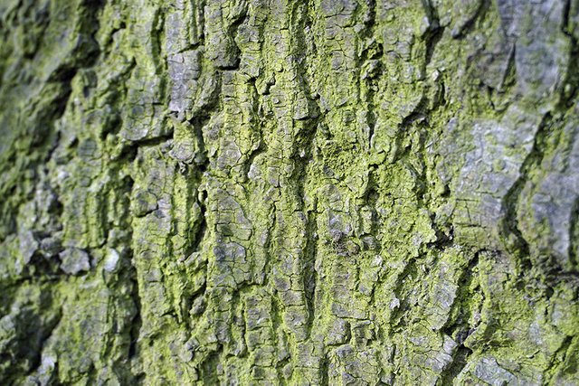 Bark of a Tree with Green I s.jpg