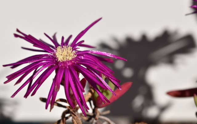 ice plant fuchsia 1.jpg