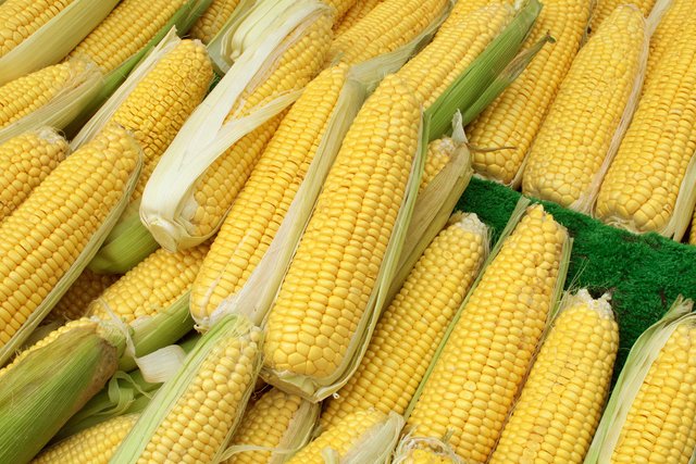 Sweet-Corn-Bounty.jpg