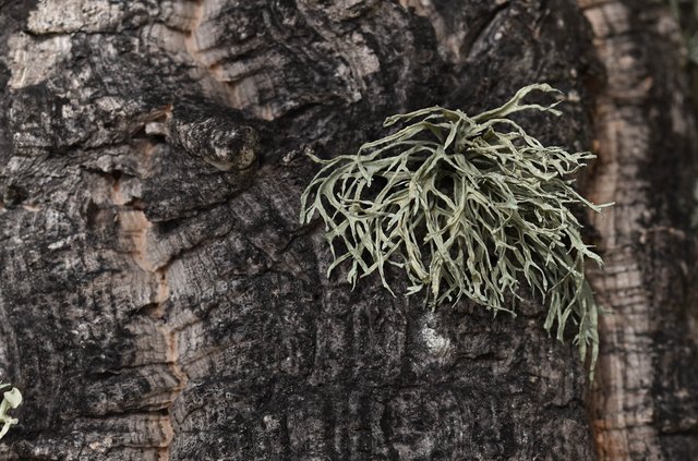 lichen cork tree 4.jpg