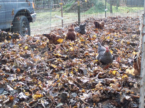 Layers in leaves1 crop Dec. 2018.jpg