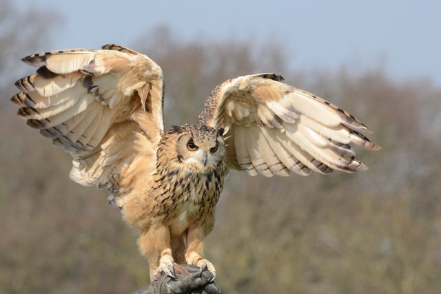 snowy-owl-981653.jpg