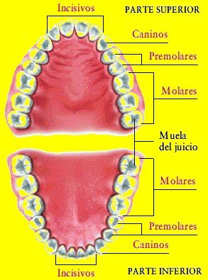 dientes1.jpg