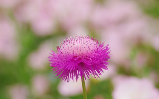 flower (15).jpg