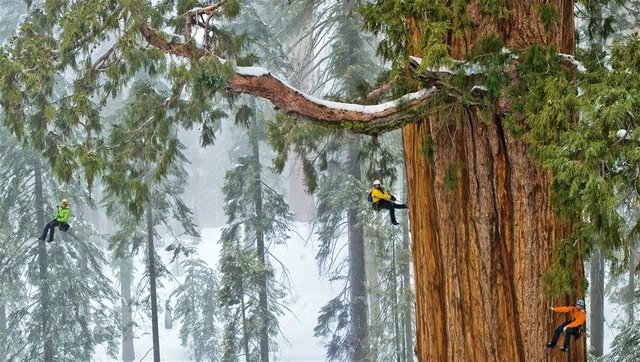 05-sequoias-withstand-winter-snow-weight_1000x565.jpg