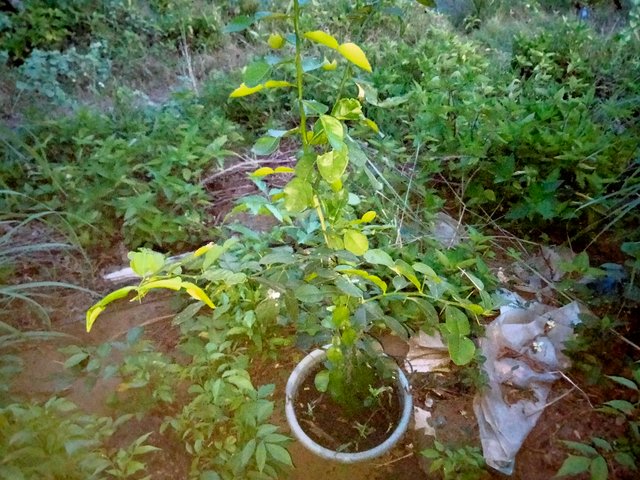 IMG20250803061520.jpg