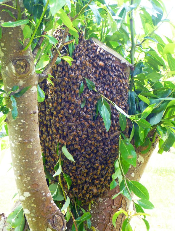 Honey Bee Swarm3 ellen beltz public domain.jpg
