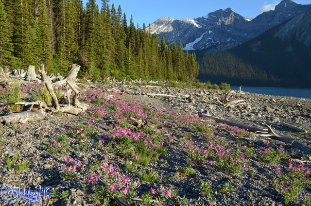 upper kananaskis lake7.jpg