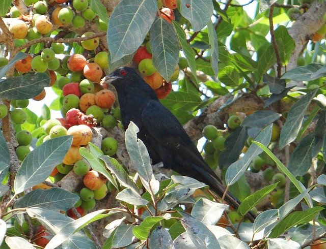 asian-koel-300563_640.jpg