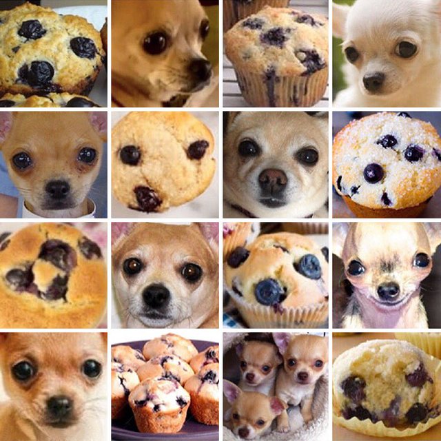 dog-food-comparison-bagel-muffin-lookalike-teenybiscuit-karen-zack-7__700.jpg