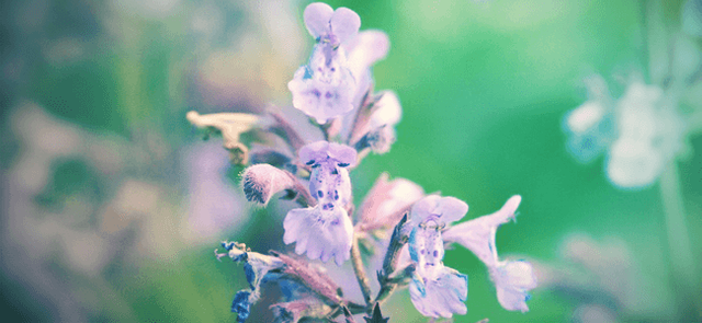 Catmint - Everything you need to know HEADER.png