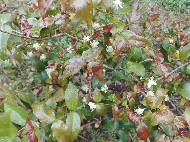 surinamecherryflowers.jpg