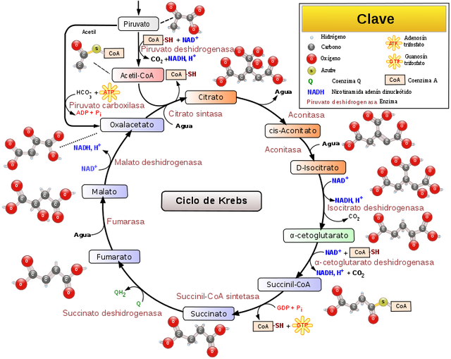 754px-Citric_acid_cycle_with_aconitate_2-es_svg.png