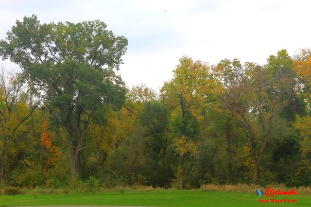 landscape trees fall leaves C10-06_0013.JPG