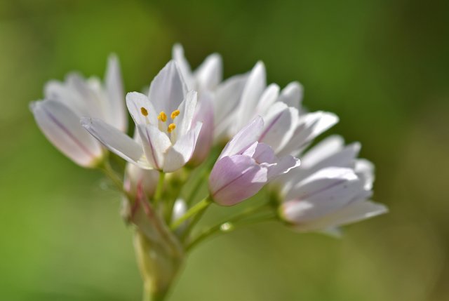 wild garlic flower 2.jpg