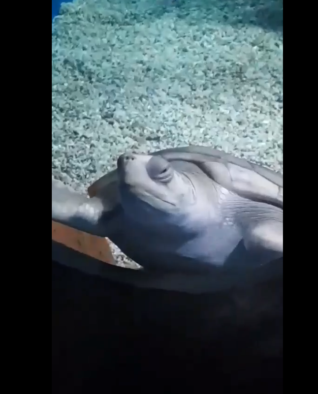 stoned turrtle.png