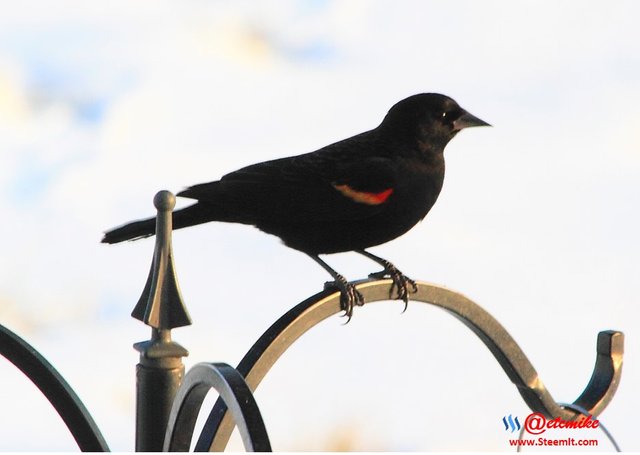 Red-Winged Blackbird PFW10_0530.JPG